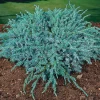 Odling & Trädgårdsskötsel|Växter & Plantor*Omnia Garden Blue Carpet 30-35 cm