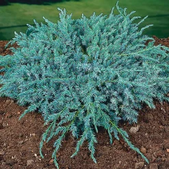 Odling & Trädgårdsskötsel|Växter & Plantor*Omnia Garden Blue Carpet 30-35 cm