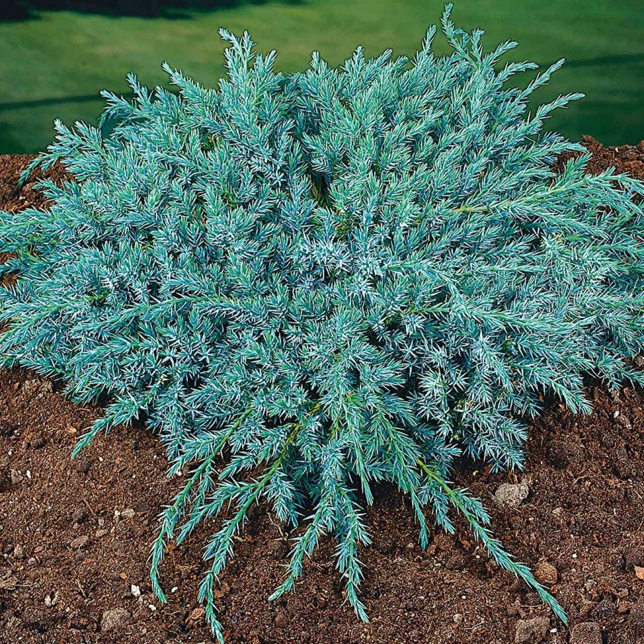 Odling & Trädgårdsskötsel|Växter & Plantor*Omnia Garden Blue Carpet 30-35 cm