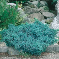 Odling & Trädgårdsskötsel|Växter & Plantor*Omnia Garden Bluestar 20-25 cm