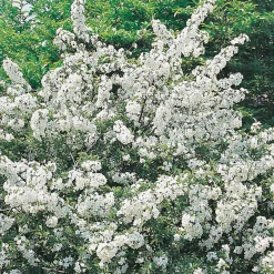 Omnia Garden Bukettapel 30-50 cm