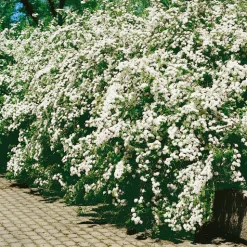 Omnia Garden Bukettspirea 50-80 cm