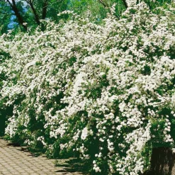 Prydnadsbuskar|Odling & Trädgårdsskötsel*Omnia Garden Bukettspirea 80-100 cm