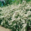 Odling & Trädgårdsskötsel|Häckplantor*Omnia Garden Bukettspirea 30-50cm Krukodlade