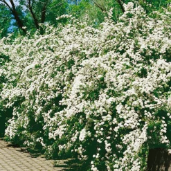 Odling & Trädgårdsskötsel|Häckplantor*Omnia Garden Bukettspirea 30-50cm Krukodlade