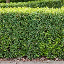 Odling & Trädgårdsskötsel|Häckplantor*Omnia Garden Buxbom 10-15 cm