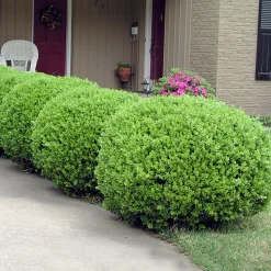Omnia Garden Buxbom Buxus Microphylla Faulkner 15-20 cm
