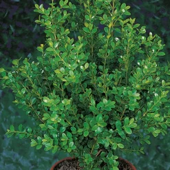 Omnia Garden (Buxus Faulkner) 20-30 cm