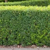 Omnia Garden (Buxus Sempervirens) 30-40 cm