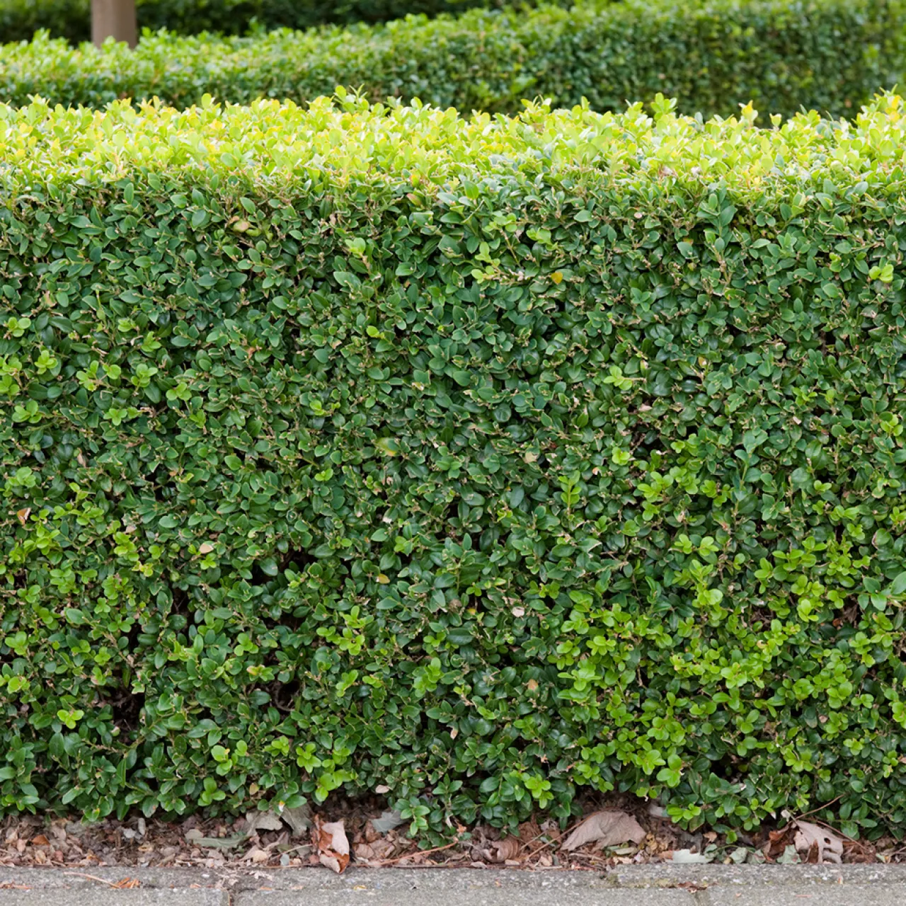 Omnia Garden (Buxus Sempervirens) 30-40 cm
