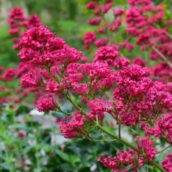 Nyheter*Omnia Garden Centranthus Ruber Coccineus
