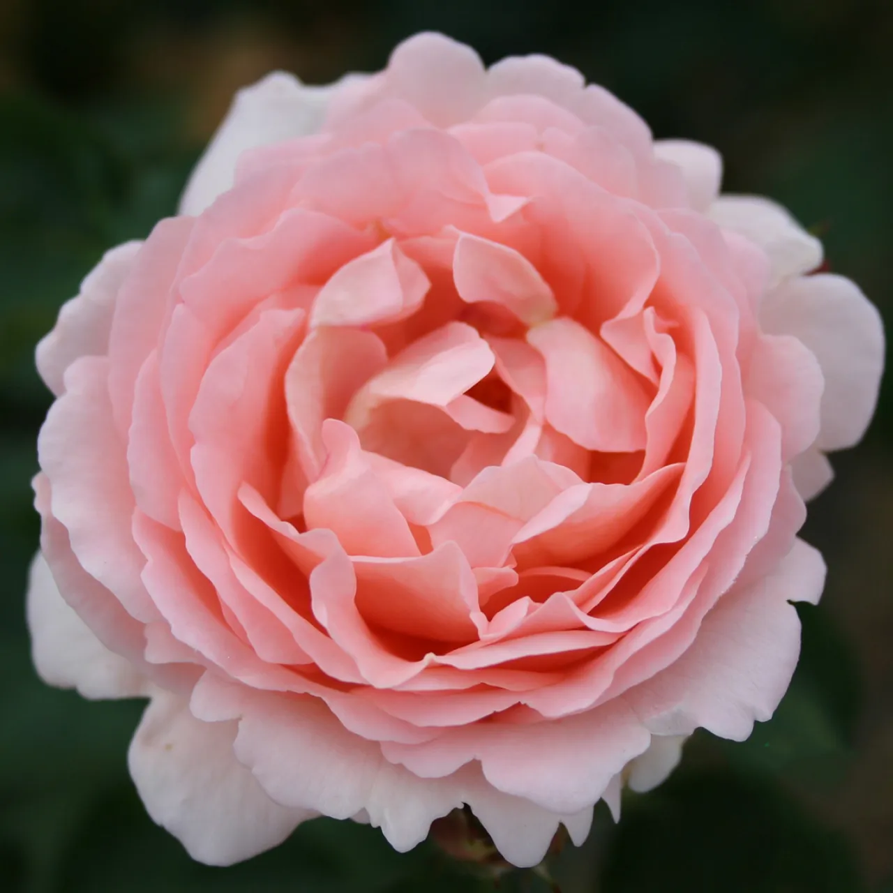 Odling & Trädgårdsskötsel|Rosor*Omnia Garden Clair Renaissance