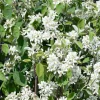 Omnia Garden 20-40cm