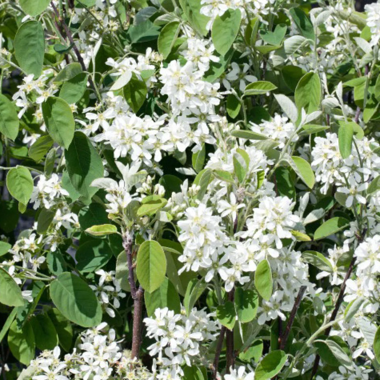 Omnia Garden 20-40cm