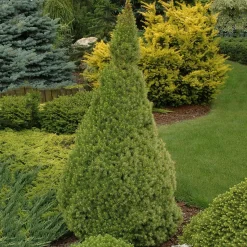 Odling & Trädgårdsskötsel|Växter & Plantor*Omnia Garden Conica 40-50 cm
