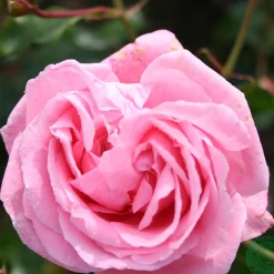 Odling & Trädgårdsskötsel|Rosor*Omnia Garden Coral Dawn