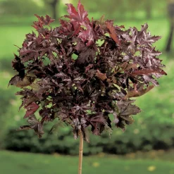 Omnia Garden Crimson Sentry