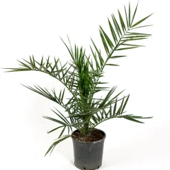 Omnia Garden Dadelpalm  Bygghemma.se