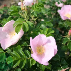 Odling & Trädgårdsskötsel|Rosor*Omnia Garden Dagmar Hastrup