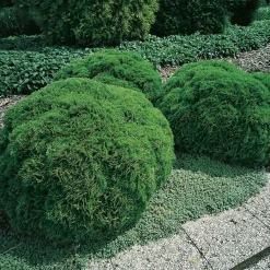 Omnia Garden Danica 20-25 cm
