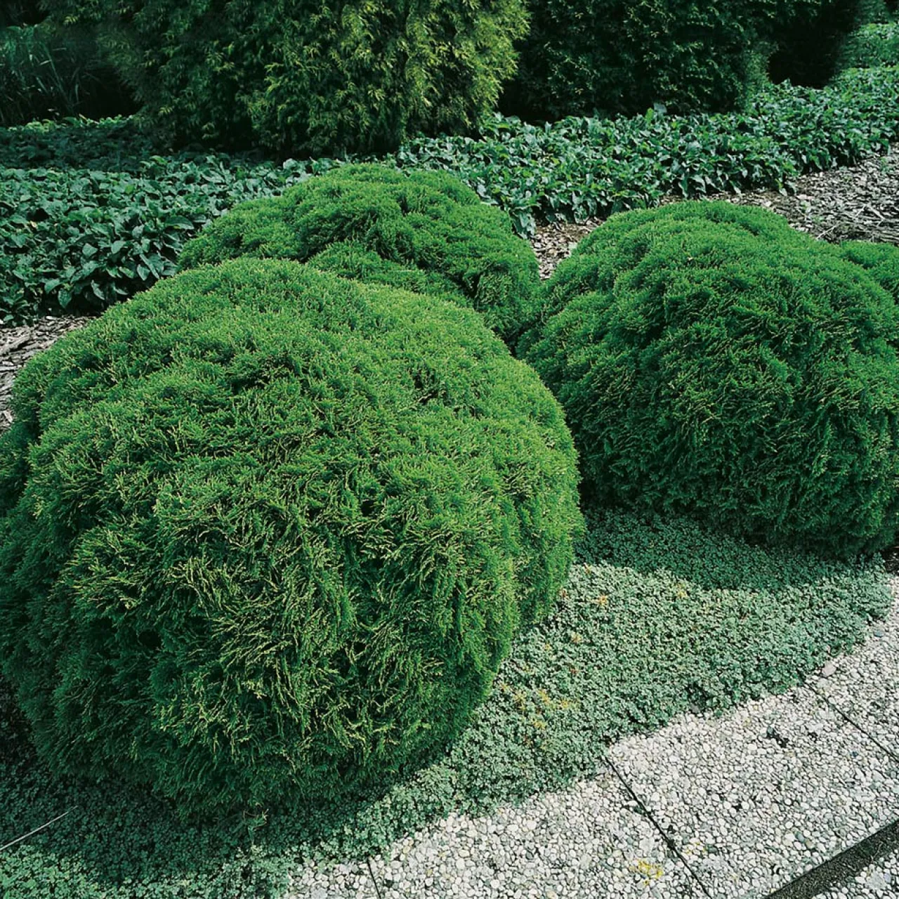 Omnia Garden Danica 20-25 cm