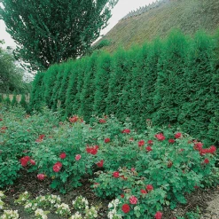 Odling & Trädgårdsskötsel|Häckplantor*Omnia Garden Ädeltuja Smaragd 80-100 cm