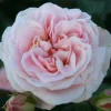 Odling & Trädgårdsskötsel|Rosor*Omnia Garden Dronning Margrethe