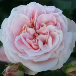 Odling & Trädgårdsskötsel|Rosor*Omnia Garden Dronning Margrethe