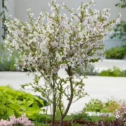 Odling & Trädgårdsskötsel|Växter & Plantor*Omnia Garden Dvärgkörsbär Kojou-no-mai 60 cm - Vit Blomning