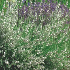 Odling & Trädgårdsskötsel|Växter & Plantor*Omnia Garden Edelweiss