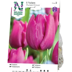 Nelson Garden Enkel Purple Prince
