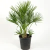 Omnia Garden Europeisk Dvärgpalm