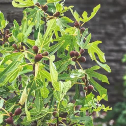 Nyheter|Odling & Trädgårdsskötsel*Omnia Garden Ficus Carica Little Miss Figgy
