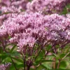 Nyheter*Omnia Garden Fläckflockel Purple Bush Rosenflockel
