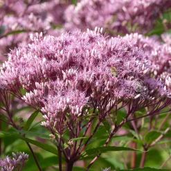 Nyheter*Omnia Garden Fläckflockel Purple Bush Rosenflockel