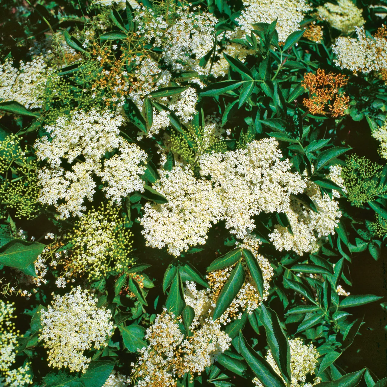 Odling & Trädgårdsskötsel|Häckplantor*Omnia Garden Fläder Bålsta 20-40cm