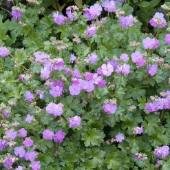 Odling & Trädgårdsskötsel|Växter & Plantor*Omnia Garden Flocknäva Karmina Liten