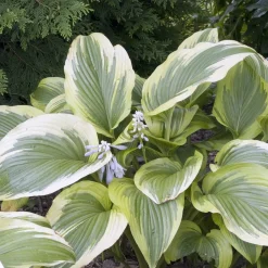 Odling & Trädgårdsskötsel|Växter & Plantor*Omnia Garden Fortunei Aureomarginata