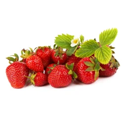 Bärbuskar|Odling & Trädgårdsskötsel*Omnia Garden Fragaria Ananassa Malwina