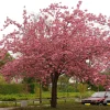 Omnia Garden Frilandsodlat Japanskt Körsbärsträd 350-450 cm, Högstamsträd