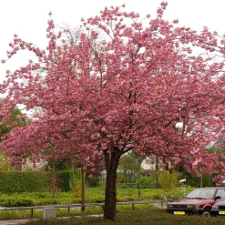 Omnia Garden Frilandsodlat Japanskt Körsbärsträd 350-450 cm, Högstamsträd
