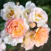 Rosor|Odling & Trädgårdsskötsel*Omnia Garden Ghislaine de Féligonde