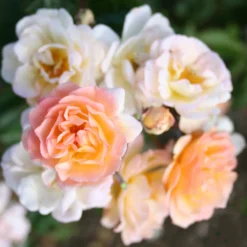Rosor|Odling & Trädgårdsskötsel*Omnia Garden Ghislaine de Féligonde