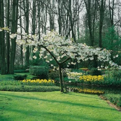 Omnia Garden Glanskörsbär Vit Blomning 150-200 cm