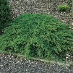 Omnia Garden Green Carpet 30-35 cm