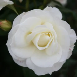 Odling & Trädgårdsskötsel|Rosor*Omnia Garden Gråsten