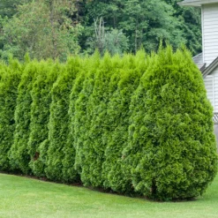 Omnia Garden Häcktuja 50-80 cm