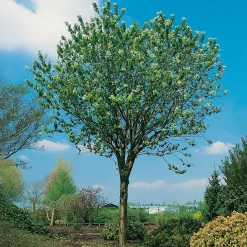 Omnia Garden Högstamsträd 300-400 cm, Frilandsodlad Alleträd, Vit Blomning