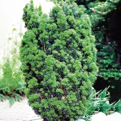 Omnia Garden Hicksii 50-60 cm