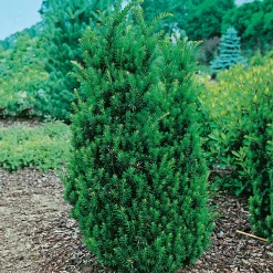 Odling & Trädgårdsskötsel|Växter & Plantor*Omnia Garden Hillii 30-40 cm